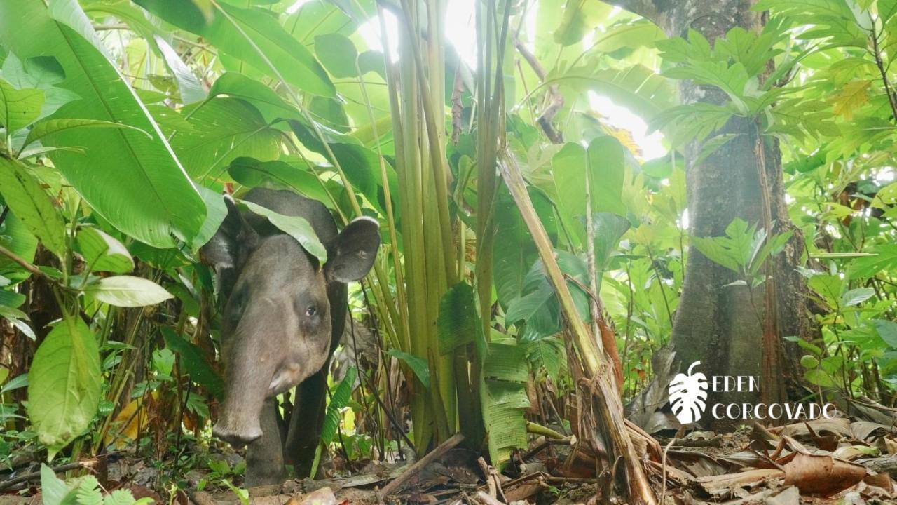 Eden Corcovado Villa San Pedrillo Ngoại thất bức ảnh